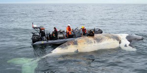 Baleines noires retrouvées mortes: un «désastre»