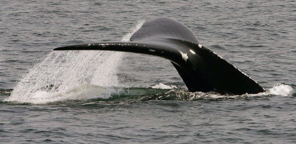 Deux autres carcasses de baleine noire sont retrouvées à Terre-Neuve