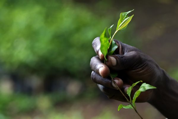 Financer la conservation des forêts en Afrique, nouvelle stratégie contre le réchauffement
