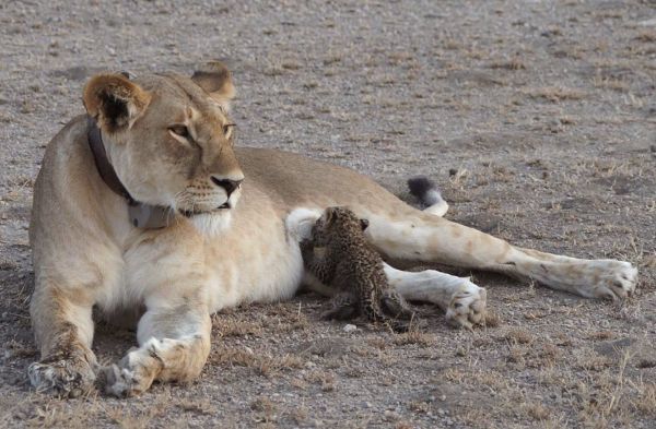 Une lionne adopte un léopardeau en Tanzanie
