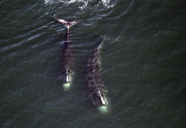 Opérations de sauvetage de baleines suspendues aux États-Unis