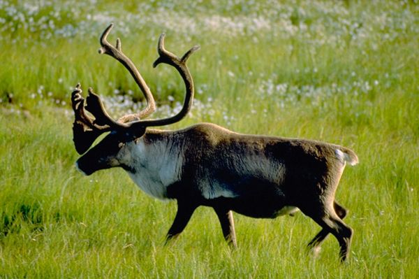 Ottawa annonce un plan d’action pour protéger le caribou boréal
