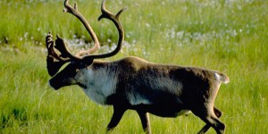Ottawa annonce un plan d’action pour protéger le caribou boréal