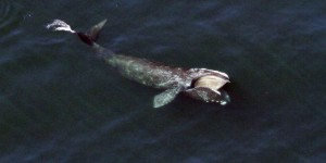 Ottawa ferme la pêche au crabe pour protéger les baleines noires