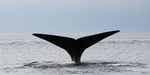 Ottawa impose des mesures pour protéger les baleines noires