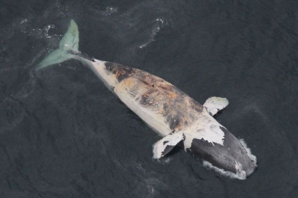 Une septième baleine noire morte dans le golfe du Saint-Laurent