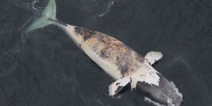 Une septième baleine noire morte dans le golfe du Saint-Laurent