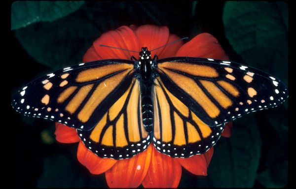 La traque du papillon monarque