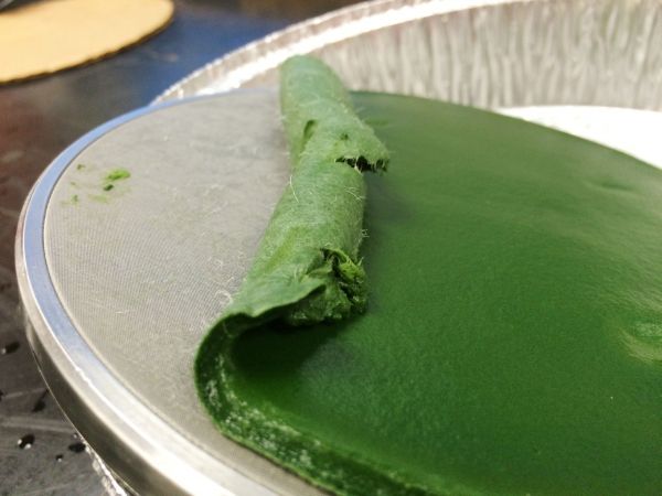 Les vertus alchimiques des algues se dévoilent