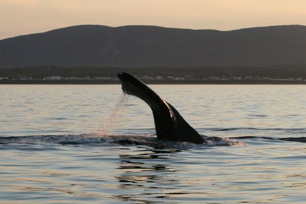 Une 10e baleine noire retrouvée morte