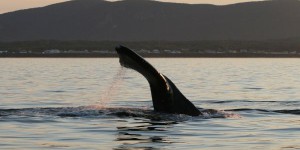 Une 10e baleine noire retrouvée morte