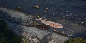 Une «catastrophe» menace la population de baleines noires, selon des experts