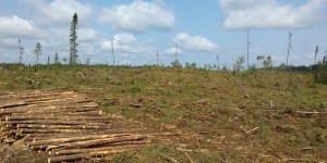 Coupes forestières en territoire autochtone: Québec a manqué à ses devoirs