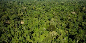 Des millions d’hectares de forêt ouverts à l’exploitation minière privée en Amazonie