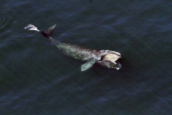 Les États-Unis lancent une enquête sur le pic de mortalité chez les baleines noires