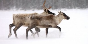 L’industrie forestière s’inquiète du plan d’action fédéral pour le caribou des bois