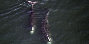 Ottawa promet de nouvelles mesures pour aider les baleines noires