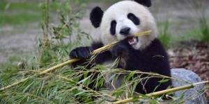 Le panda géant en meilleure forme, mais toujours menacé