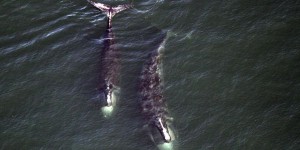 Protection des baleines: vitesse réduite dans le Pacifique, mais pas dans le golfe