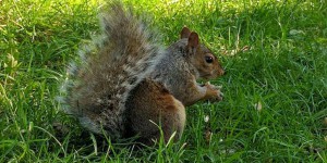 La CAQ dépose une pétition en faveur de la chasse à l’écureuil
