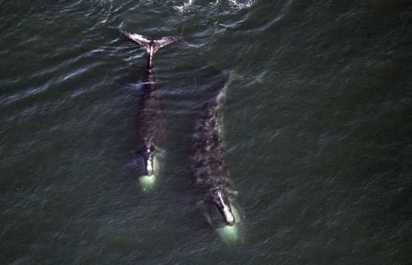 Une seizième baleine noire trouvée morte sur la côte est cette année