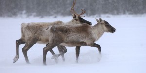 Une aire protégée de 10 000 km2 pour le caribou forestier