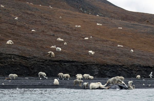 Des ours polaires massés sur une île à cause du réchauffement