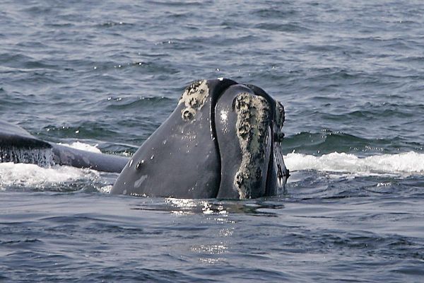 Le sort des baleines noires à l’ordre du jour en Atlantique