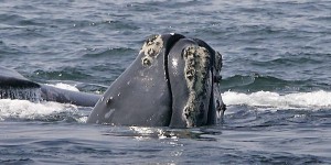 Le sort des baleines noires à l’ordre du jour en Atlantique