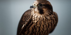 Le faucon pèlerin n’est plus menacé au Canada