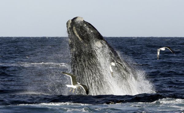 Le fédéral protégera l’habitat des baleines noires et des bélugas