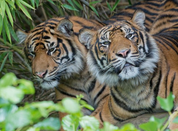 Les tigres de Sumatra poussés vers l’extinction par la déforestation