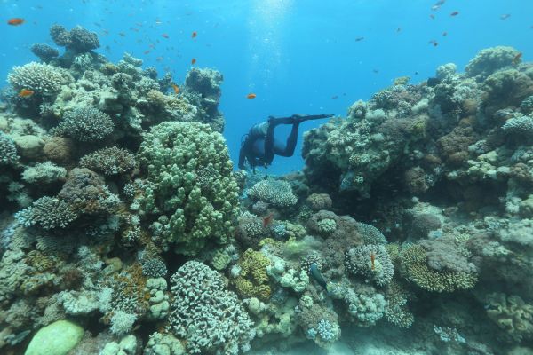 La fréquence du blanchissement des récifs coralliens s’accélère