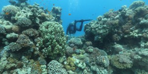 La fréquence du blanchissement des récifs coralliens s’accélère