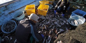 L’Europe se prononce sur un recours accru à la pêche électrique