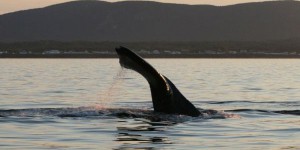 Les navires ont respecté la limite de vitesse pour protéger les baleines noires