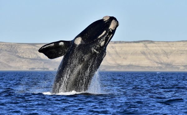 Ottawa imposera une limite de vitesse aux navires pour protéger les baleines noires