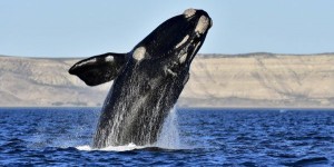 Ottawa imposera une limite de vitesse aux navires pour protéger les baleines noires