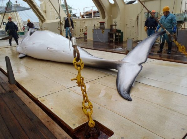 Tokyo utilisera «toutes les opportunités» pour relancer la chasse à la baleine