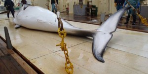 Tokyo utilisera «toutes les opportunités» pour relancer la chasse à la baleine
