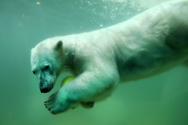 Les ours polaires ne trouvent plus assez de phoques pour se rassasier
