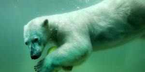 Les ours polaires ne trouvent plus assez de phoques pour se rassasier