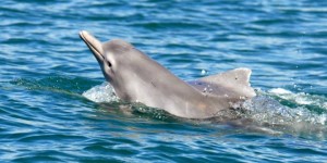 Australie : découverte d'une nouvelle espèce de dauphin