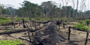 Brésil : la déforestation en Amazonie en hausse de 28% sur un an