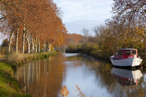 Canal du Midi : un traitement pour sauver les platanes