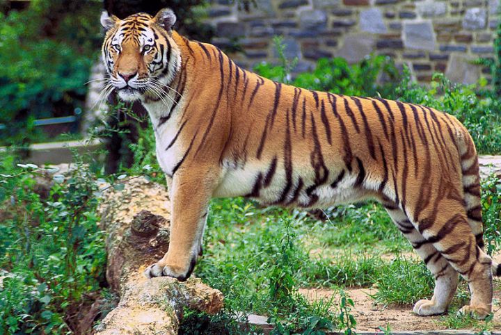 La fondation DiCaprio donne 3 M$ pour sauver les tigres au Népal