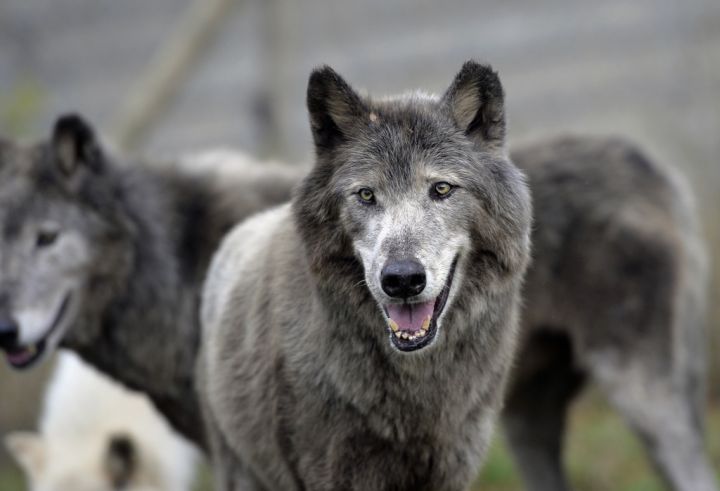 Hautes-Alpes : une centaine de brebis tuées par des loups