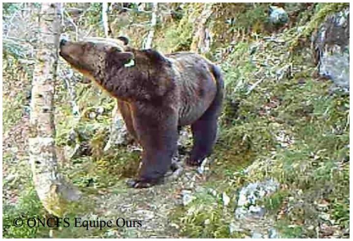 EN IMAGES. Les ours des Pyrénées ont leur trombinoscope