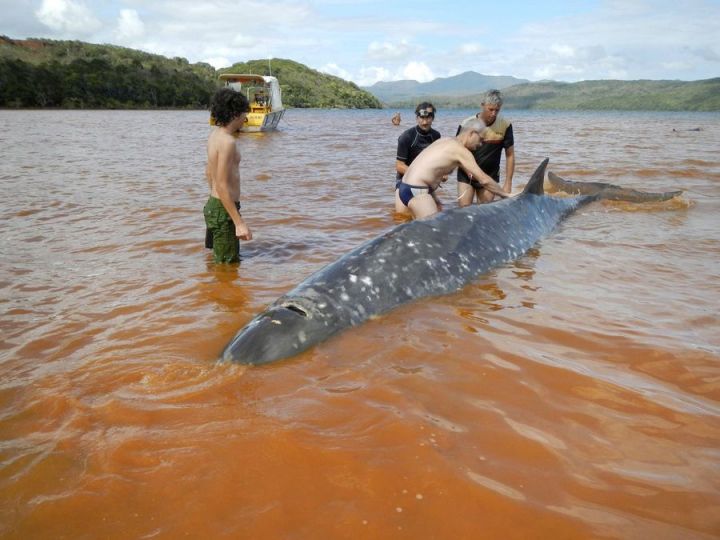 Nouvelle-Caledonie : quatre des huit baleines échouées sur une plage sont mortes