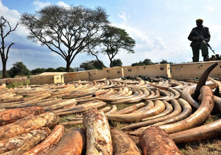 Les éléphants d'Afrique toujours plus menacés par le braconnage